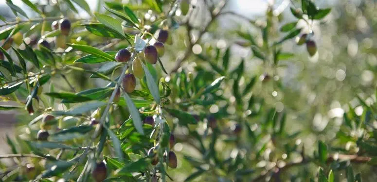 Comment fait-on la meilleure huile d’olive au monde ?